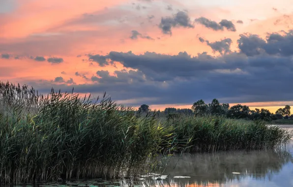 Picture summer, lake, morning, reed