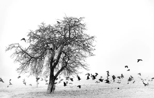Picture field, birds, fog, tree