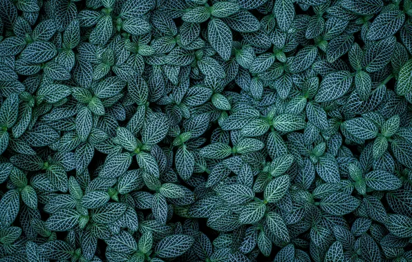 Picture leaves, nature, plants, striped, veins