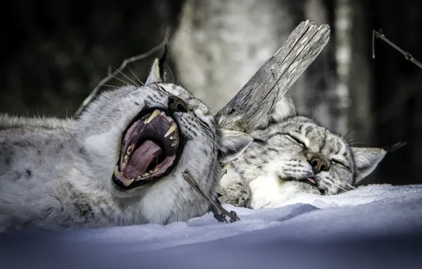 Picture winter, snow, stay, sleep, mouth, lynx, a couple, yawn