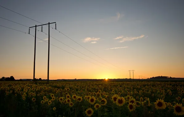 Picture field, the sky, the sun, clouds, sunflowers, sunset, nature, wire