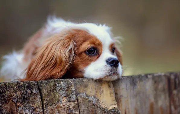 Look, stump, portrait, dog, puppy, lies, face, cavalier-king-Charles-Spaniel