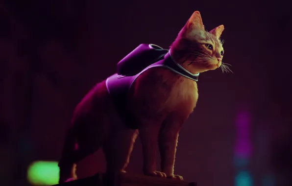 Picture night city, backpack, a ginger cat, cat, Stray