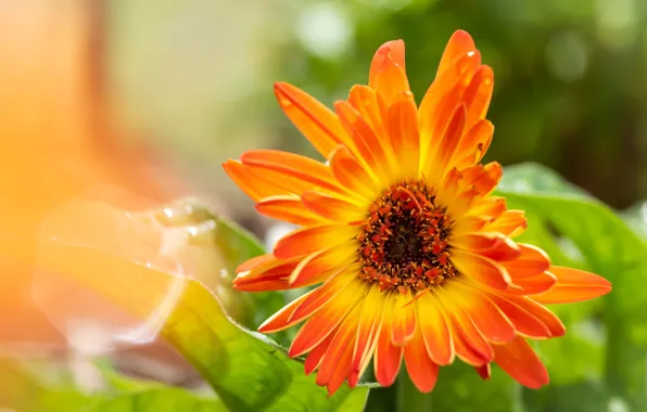 Flower, background, calendula, Fleur Walton