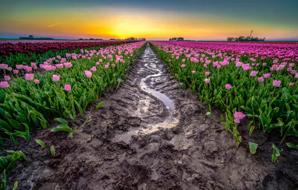 Field, flowers, dawn, spring, puddle, dirt, tulips, pink