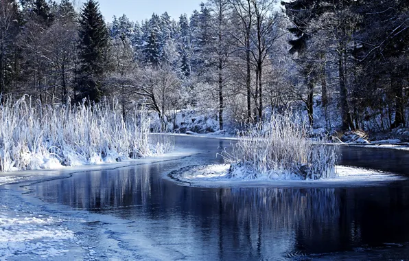 Picture winter, forest, water, snow, trees, nature, lake, the bushes