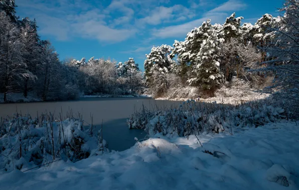 Picture winter, forest, the sky, the sun, clouds, snow, trees, lake