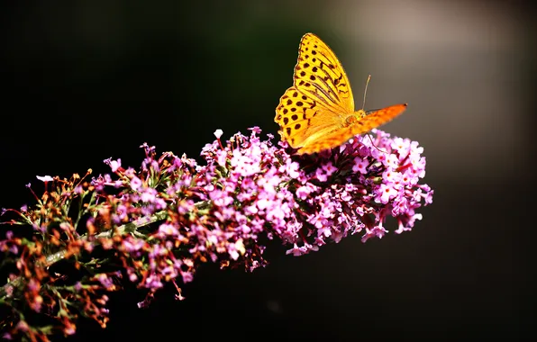Flower, nature, butterfly, insect, moth