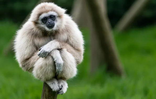 Picture look, monkey, sitting, White-handed Gibbon