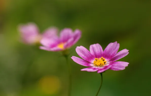 Flowers, green, background, blur, pink, kosmeya