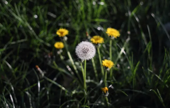 Grass, dandelion, spring