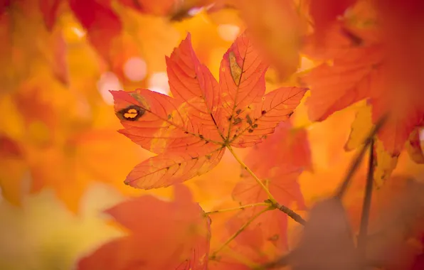 Autumn, leaves, tree, maple, crown