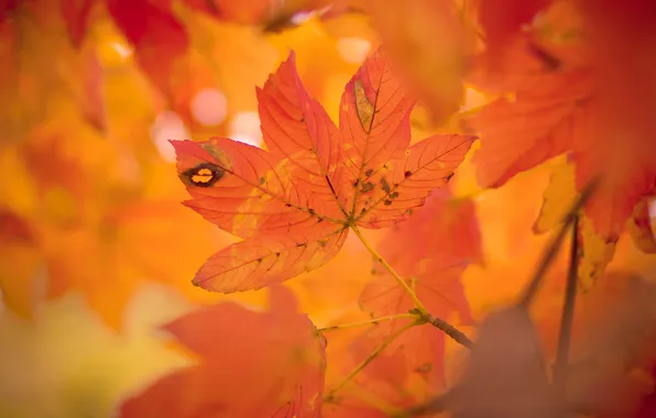 Picture autumn, leaves, tree, maple, crown