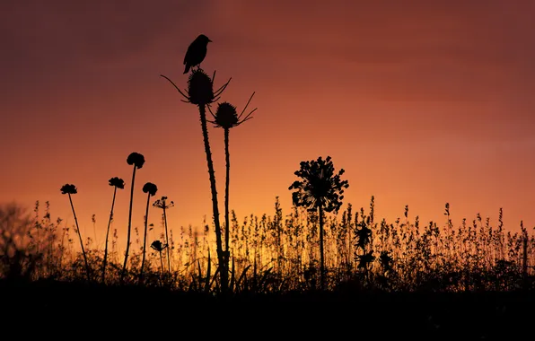 Picture the sky, grass, sunset, bird, plants, silhouettes