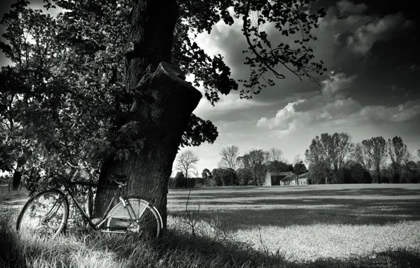 Field, landscape, nature, bike, tree, bicycle, black and white, field