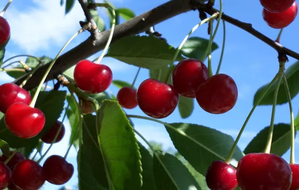 Day, cherry, June