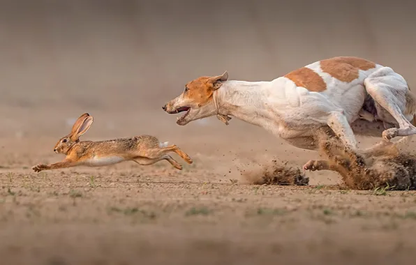 Hare, dog, Death Race