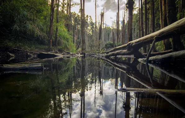 Water, Nature, Clouds, Reflection, Grass, Trees, Forest, Branches
