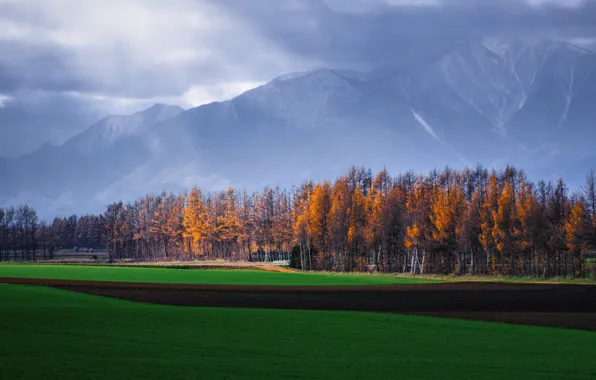 Field, autumn, forest, mountains