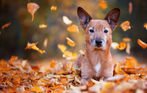 Sadness, autumn, eyes, look, leaves, Park, background, foliage