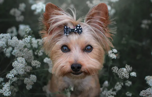 Picture look, flowers, face, dog, bow, Yorkshire Terrier, York
