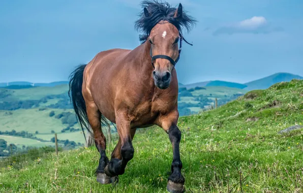 Field, summer, the sky, landscape, nature, horse, hills, horse