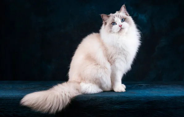 Cat, cat, look, face, pose, the dark background, tail, white
