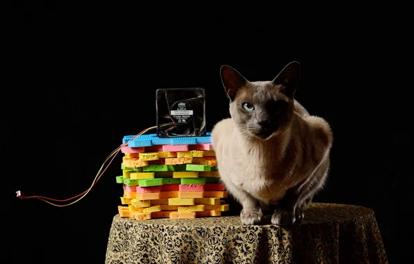 Picture cat, black background, cooler, composition, colored plastic