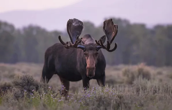 Forest, look, face, nature, pose, glade, horns, moose