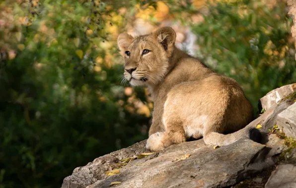 Look, face, nature, foliage, stone, baby, wild cat, lion