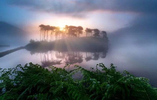 Picture night, lake, island, ferns