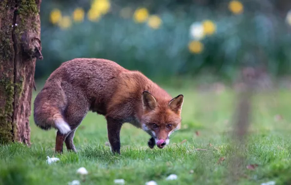 Picture grass, nature, animal, Fox, Fox