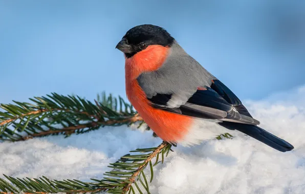 Winter, snow, branches, bird, needles, bullfinch, blue background