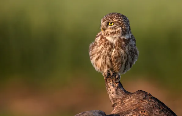 Picture look, background, owl, bird, owl, bitch