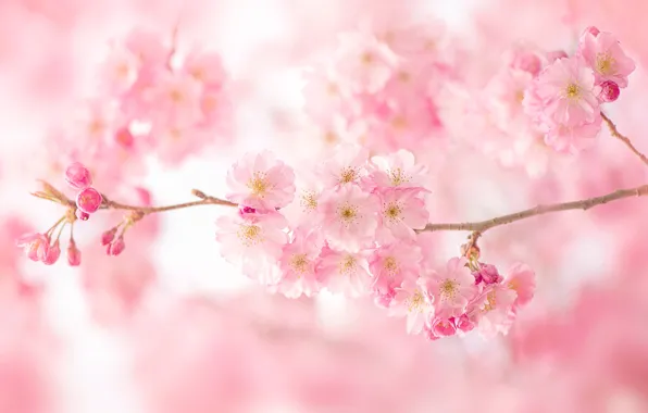 Picture flowers, branches, spring, Sakura, pink, flowering, bokeh