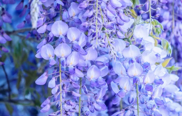Flowers, branches, spring, flowering, inflorescence, lilac, Liana, Wisteria
