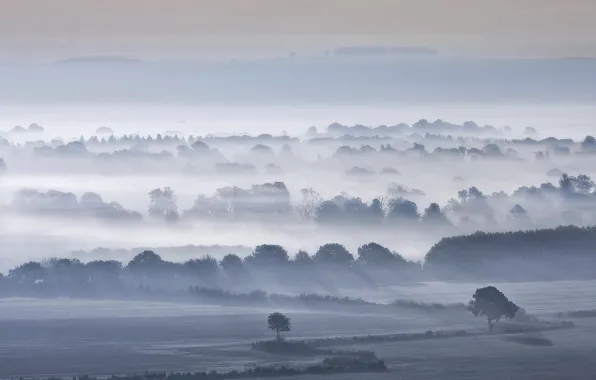 Trees, fog, field, morning, valley