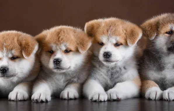 Puppies, Quartet, cute, Akita