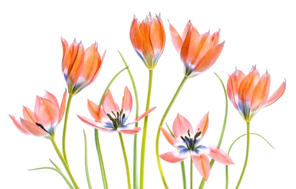 Picture background, stems, tulips, Apricot Tulips
