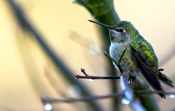 Branches, nature, bird, color, feathers, beak