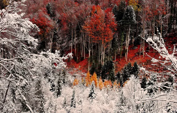 Picture frost, autumn, forest, snow, trees, slope