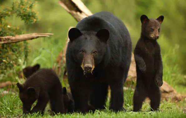Bears, bears, stand, bear, black bear, Baribal