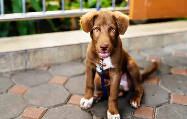 Cute, puppy, light, Labrador, puppy, dog, cute