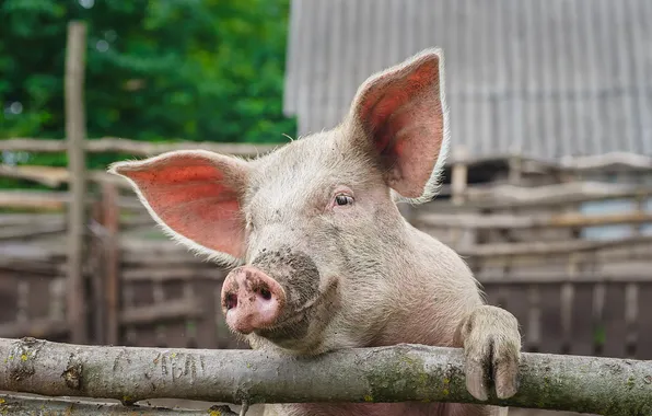 Fence, farm, pig