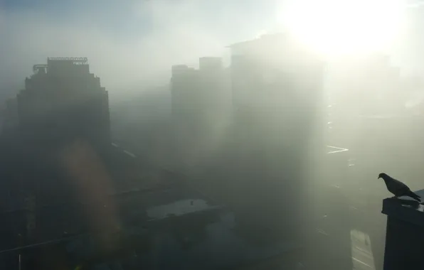 The city, fog, bird, dove, home, silhouette