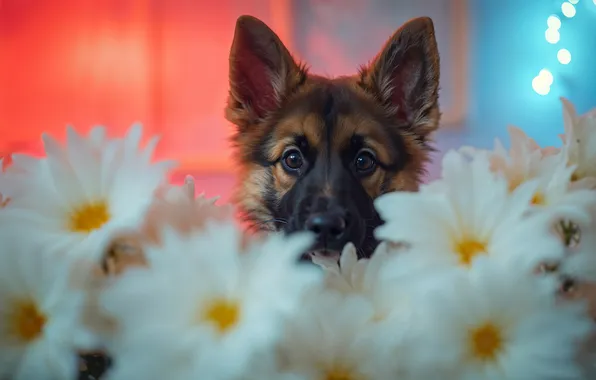 Look, flowers, pose, portrait, chamomile, dog, puppy, white