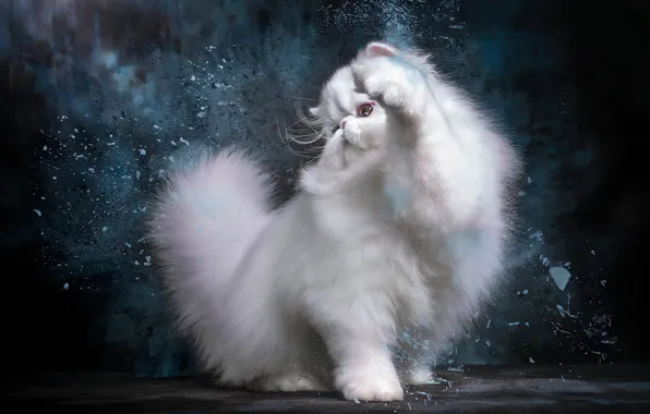 Cat, white, pose, kitty, Persian, photoart