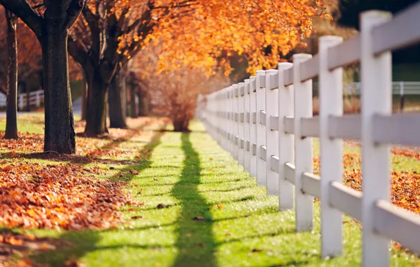 Picture greens, autumn, grass, leaves, the sun, macro, trees, background, tree, Wallpaper, the fence, shadow, fence, …