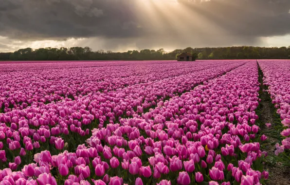 Field, the sky, trees, landscape, flowers, clouds, purple, tulips