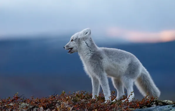 Picture the sky, Fox, autumn